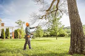 How Our Tree Care Process Works  in  Mississippi State, MS